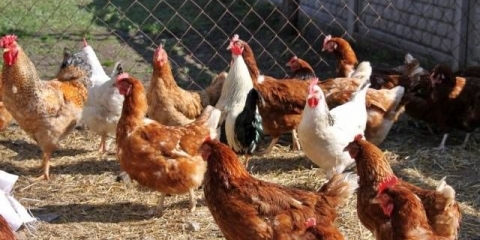 Kako izgraditi kokošinjac od improviziranih materijala